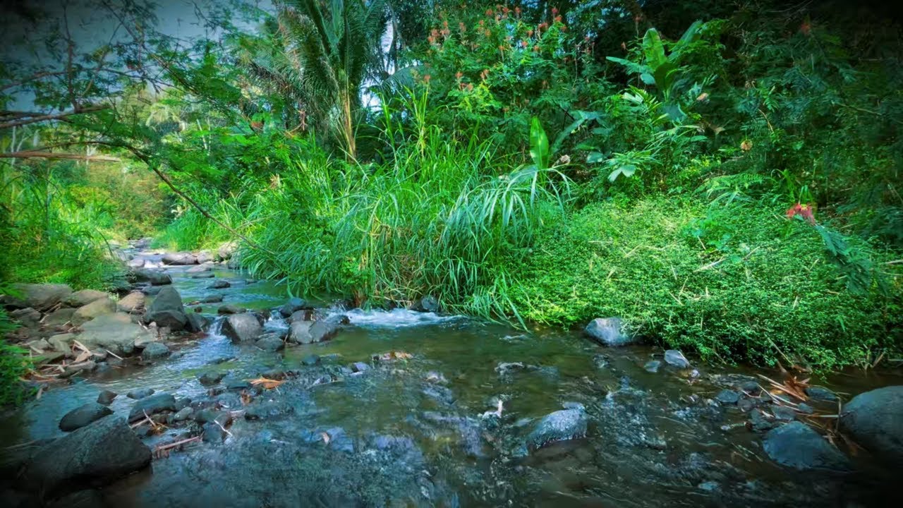 Tranquil Mountain Stream Flowing Through the Wilderness – White Noise for Better Sleep,Focus,ASMR