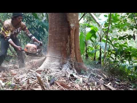 Best Chainsaw skill 2022 | Old machine Stihl ms 070