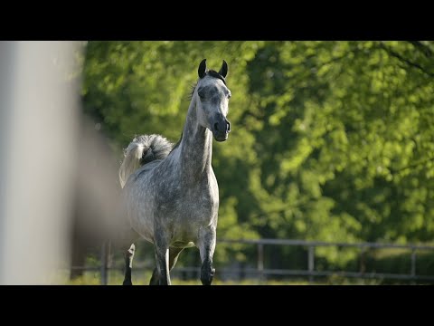 𝐄𝐊𝐀𝐉𝐀 (𝐌𝐨𝐫𝐢𝐨𝐧 𝐱 𝐄𝐥𝐥𝐞𝐧𝐚, 𝐛𝐲 𝐄𝐤𝐬𝐭𝐞𝐫𝐧), 𝟐𝟎𝟏𝟗 𝐌𝐚𝐫𝐞 - PRIDE OF POLAND 2023, Summer Sale