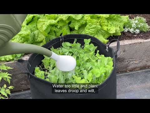 How Often Should I Water the Garden?