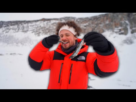 Probando comida callejera en GROENLANDIA | ¡Ballena y oso polar!