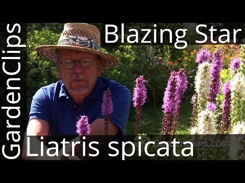 Liatris spicata - Gayfeather or Blazing Star - Growing Liatris
