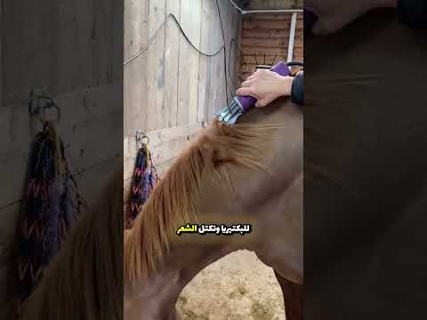 ليه حلاقة الخيل ضرورية ومو مجرد زينة؟