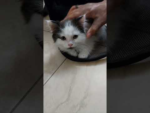 Junjun ka new friends🧡 gar le ai hn #like #cat #catboy #short