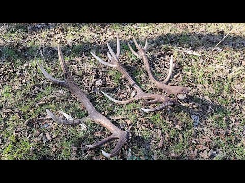 Zrzuty 2025.Dzień konia 😱 4 świeże zrzuty w tym para 14-nastaka😀🦌