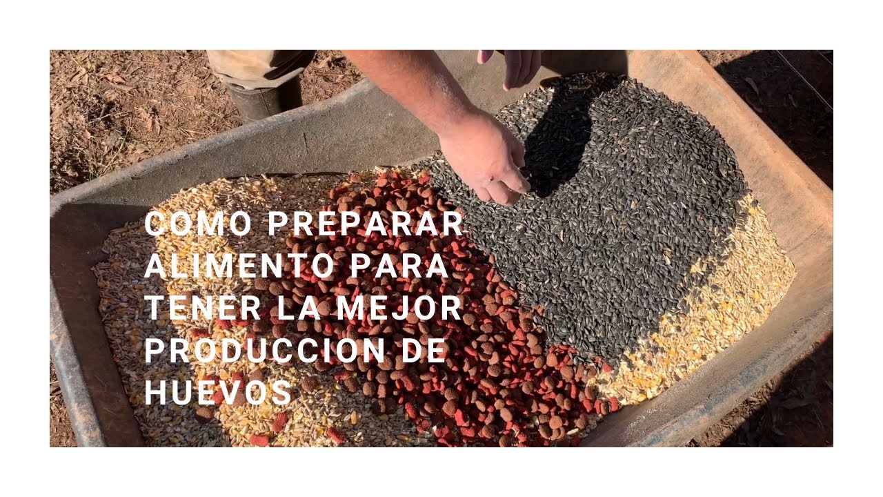 Watch Como preparar alimento para gallinas ponedoras para tener la mejor producción de huevos Now Como preparar alimento para gallinas ponedoras para tener la mejor producción de huevos