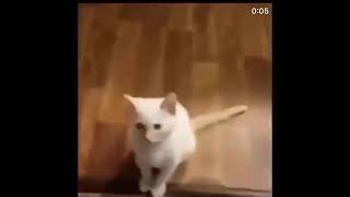 Cover art for Hi Herbert