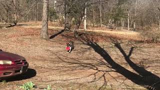 Video preview image #1 German Shepherd Dog-Huskies  Mix Puppy For Sale in Harrison, AR, USA