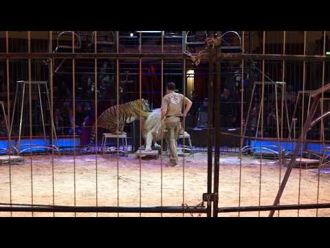 11.02.2018 Teil 4: Martin Lacey jr. - öffentlich kommentierte Raubtierprobe @ Circus Krone