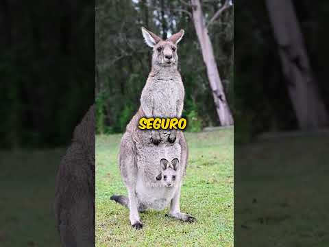 🦘 ¿Por qué los bebés canguro viven en la bolsa tanto tiempo? 🤯  #animals #aprendesobreanimales