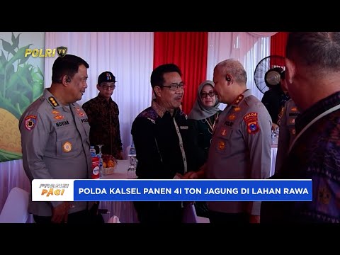 POLDA KALSEL PANEN 41 TON JAGUNG DI LAHAN RAWA BASAHPOLDA KALSEL PANEN 41 TON JAGUNG DI LAHAN RAWA BASAH