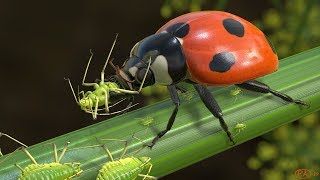 Greenbug eaten by Ladybird   - 3D animation