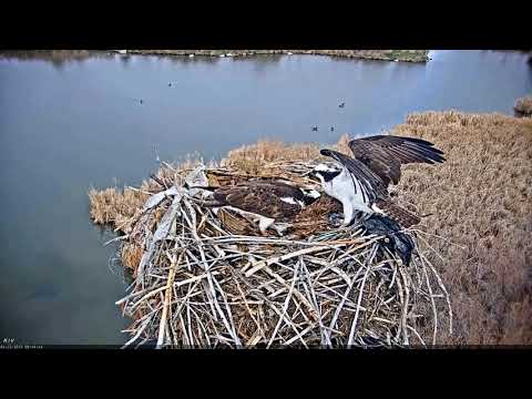2019-04-25 Morning fish delivery | Boulder County Osprey Cam