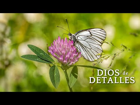 Dios de detalles Bat (Pr. Lucas)