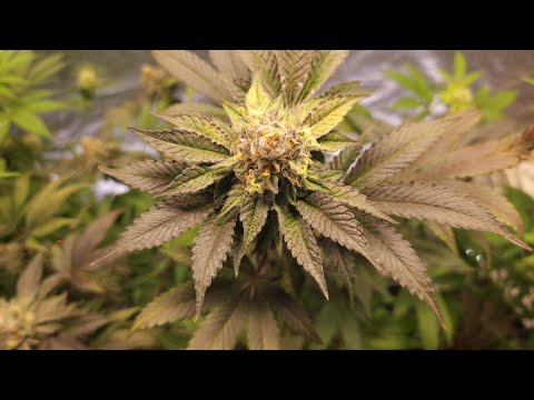 full garden tour for Saturday March 11, 2023