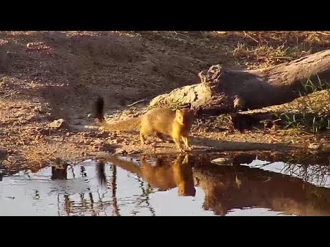 Djuma: Slender Mongoose - 08/16/19
