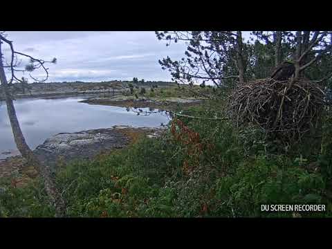 Elida fledge. Smola eagle