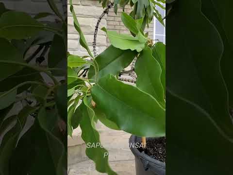 Cây SAPOCHE BONSAI (Brampton, Canada, Aug 2023)