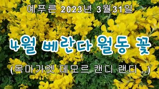 베란다월동 꽃 목마가렛 데모르 캔디 랜디