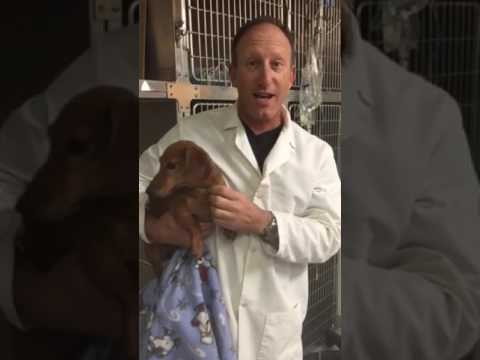 Dr. Matt Belman's Rounds at Pet Stop Vet Clinic