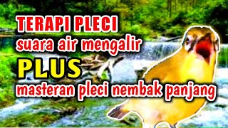 Download lagu TERAPI PLECI suara air mengalir PLUS.. masteran pleci nembak panjang mempercepat pleci buka paruh. mp3