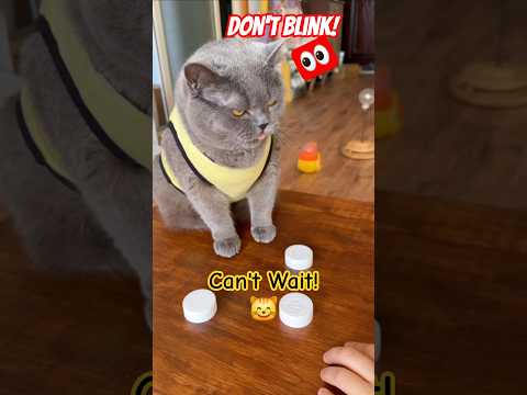 I Said Wait… He Didn’t! Smart & Cute Cat Guessing #shorts