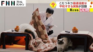 ネコが最も好むこたつの温度は何度か？ヤマト運輸の実験が話題に　5種類の温度で3回“真面目に”実験