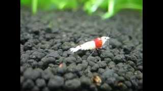 preview picture of video 'SSS Crystal red shrimp is walking away'