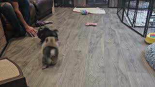 10182025 Lucy & Suki's Litters at 9 & 9.5 Weeks Old (x Picasso)