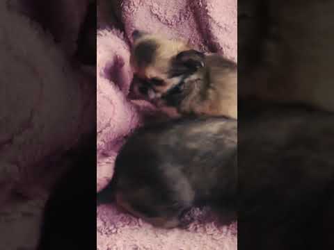 Chihuahua puppy for sale