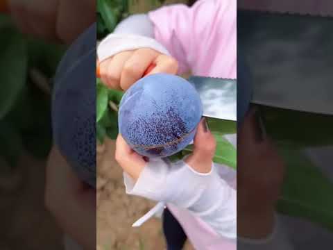 Satisfying fruit cutting #/So fresh and juicy fruits#Subscribe#viral#shorts #viralshorts #vedioviral