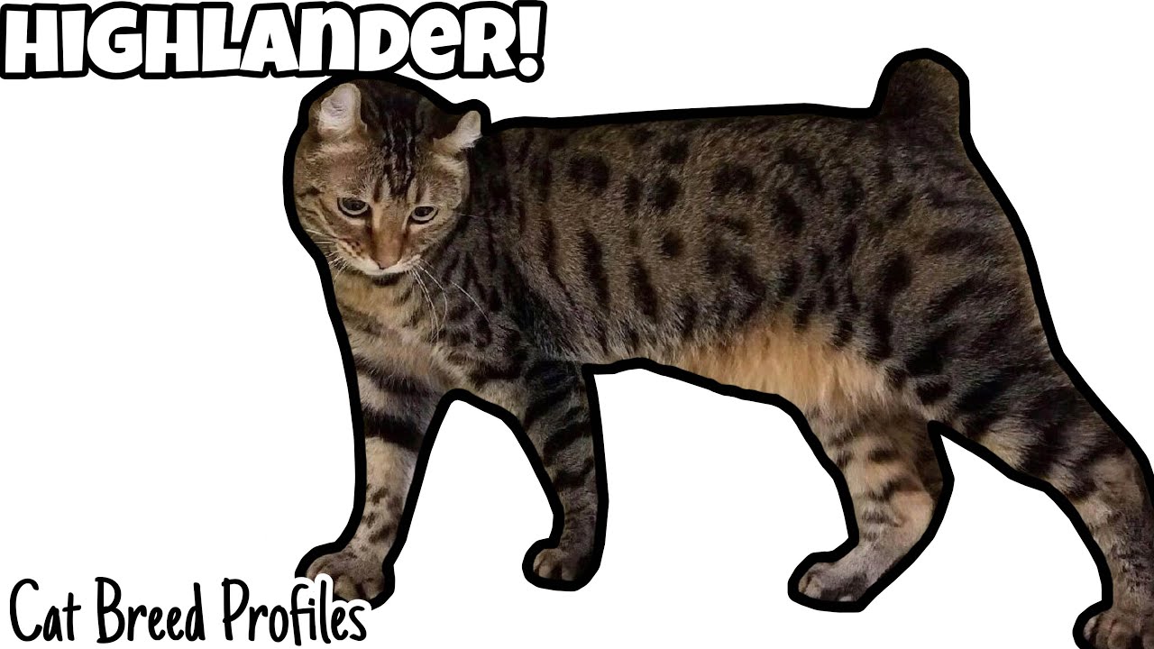 Highlander! - Cat Breed Profiles - 