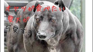 【癒し】愛犬が可愛すぎる！、