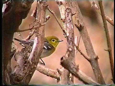 Yellow-throated Vireo in Cornwall, September, 1990.