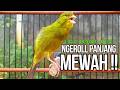 Kenari GACOR Ngeroll PANJANG AMPUH Untuk PANCINGAN MASTERAN Kenari PAUD Cepat BUNYI