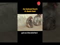 Parakhna Mat — Bashir Badr | Viral Punch Monkey Story Will Break You 💔