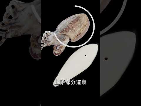 Frozen Squid & Cuttlefish Supplier in Malaysia – V TOP FROZEN FOOD Guide 🦑