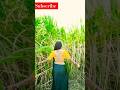 Hotsaree Hotsareescene Saree Hotscene Rapescene