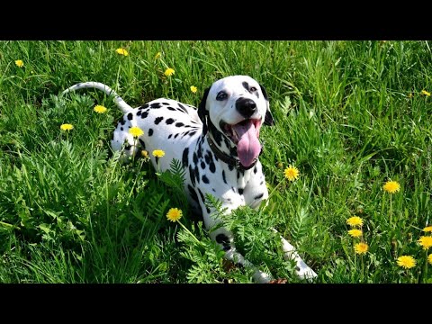 Unraveling the Origins💥The Captivating History of the Dalmatian Dog Breed💚