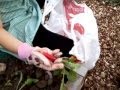 Sophia & Helena - Radish Picking on the Allotment!