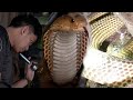 MABANGIS AT JUMBO COBRA ANG NAKASAGUPA NI COBRA PRINCE