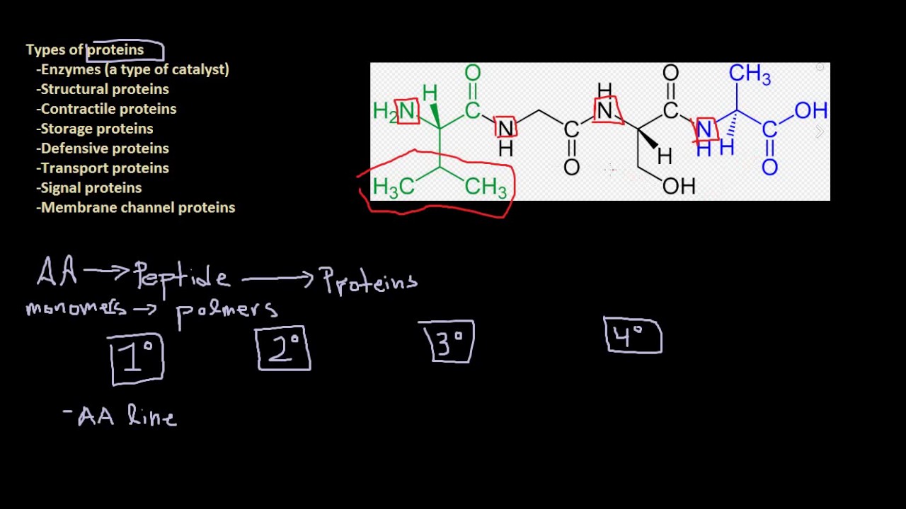 Amino Acids, Peptides, and Proteins: What's the Difference and How They Make the Cell's Machinery
