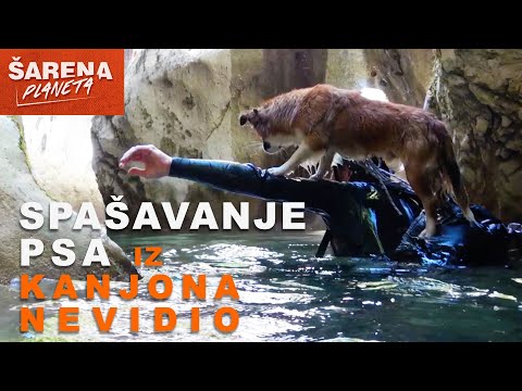 Andrija Jurašin - SPAŠAVANJE  PSA IZ KANJONA NEVIDIO