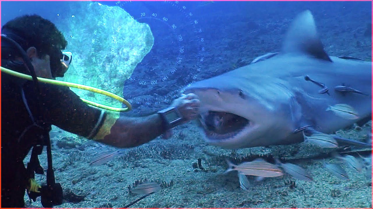 Ataques de Tubarão em Recife - Documentário Completo - Lawrence Wahba