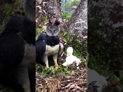 Harpy Eagle - The Strongest Eagle on Earth #eagle #harpy #raptor