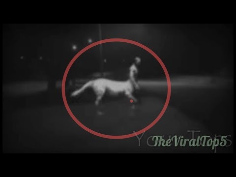 5 CENTAURS CAUGHT ON CAMERA