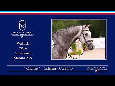 Holsteiner Sommer-Reitpferdeauktion | Nr. 01 Charlie v. Colman - Caretino