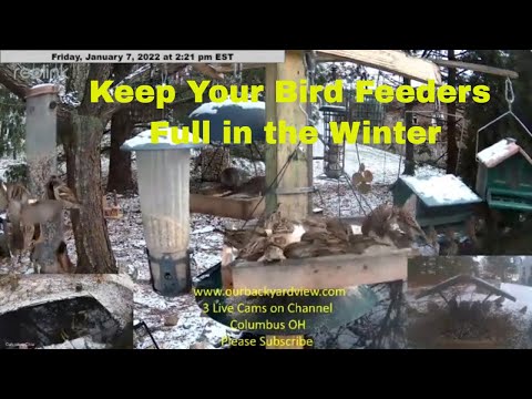 Keep your bird feeders full in the winter