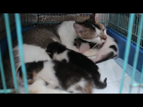 Mother cat takes care of her newborn baby kittens with love