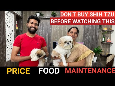Shih Tzu Buy or NOT? Full Details: Price-Food-Maintenance | Owner Review